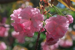 八重桜