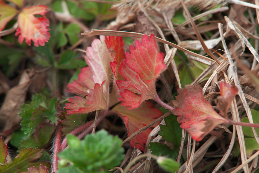 ヘビイチゴの紅葉