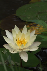 睡蓮