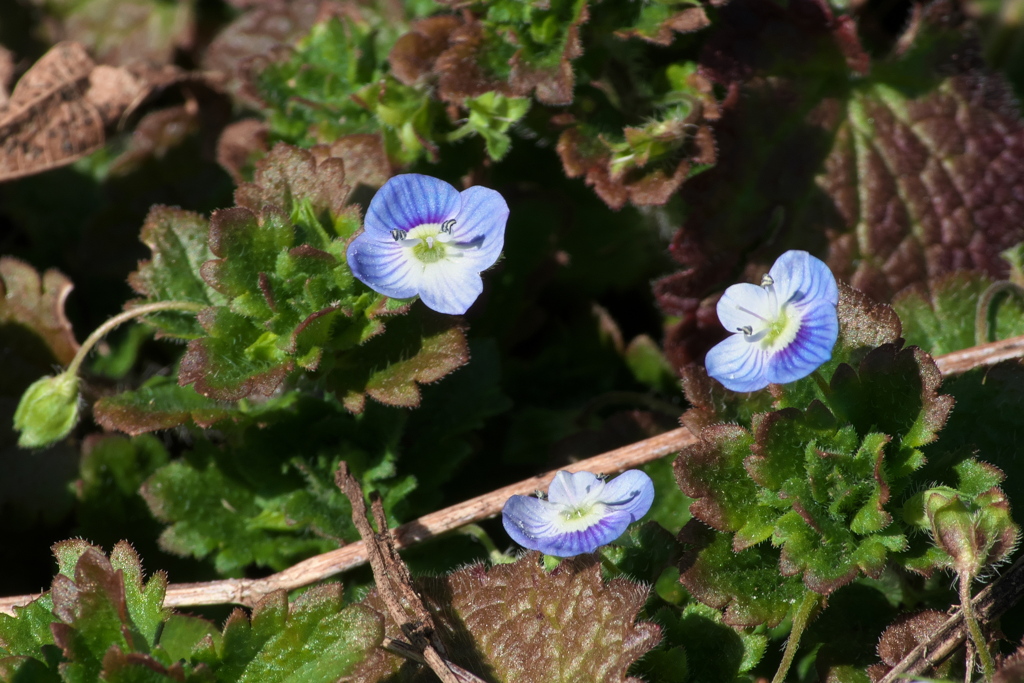 オオイヌノフグリ