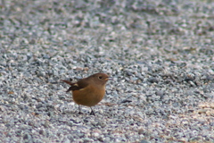 ジョウビタキ♀