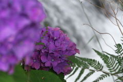 川端の紫陽花