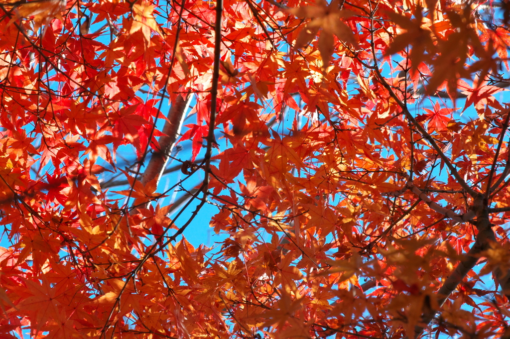 小さな紅葉