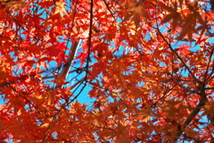 小さな紅葉