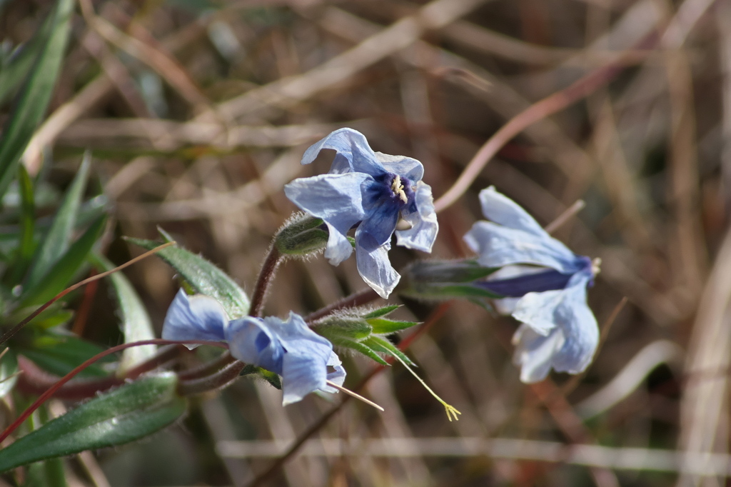 寒さを凌ぐシバザクラ