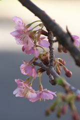 鉢植え河津桜