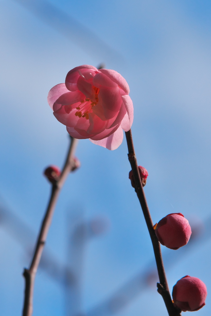 紅梅