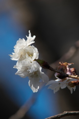 十月桜