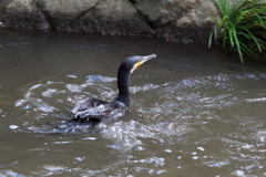 カワウ