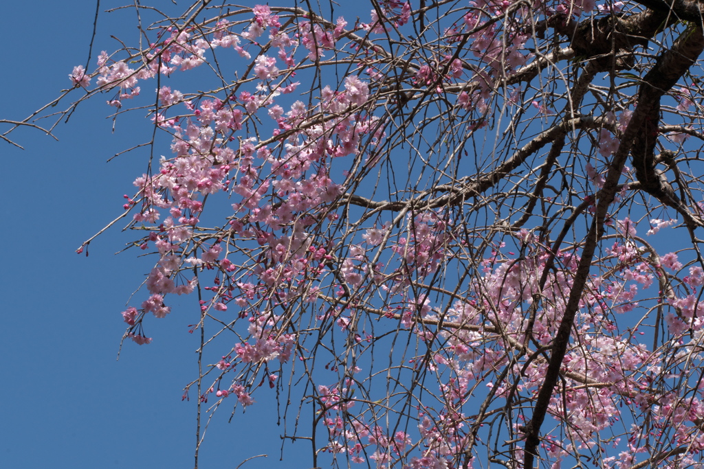 枝垂れ桜