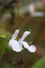 チェリーセージ