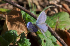 ヤマトシジミ＆オオイヌノフグリ