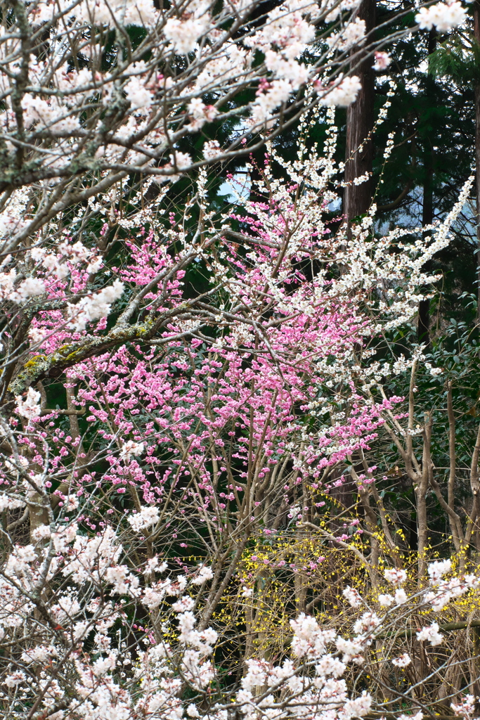 花盛り