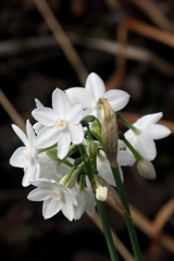 シロバナスイセン
