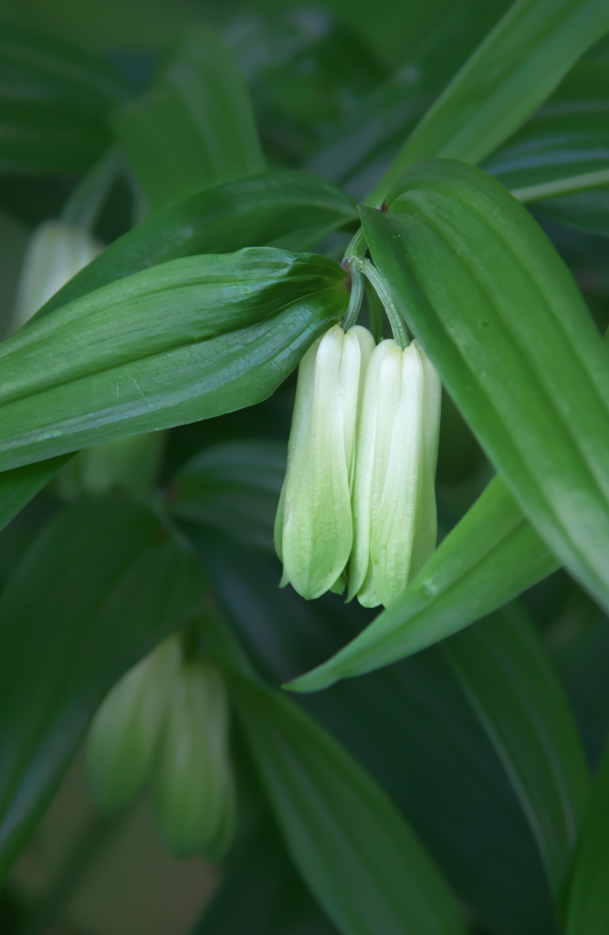 ホウチャクソウ