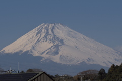 春霞富士