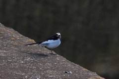 セグロセキレイ