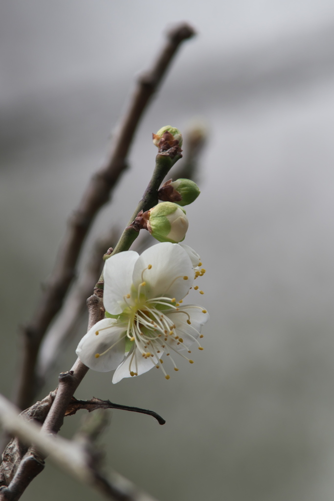 緑萼梅開花