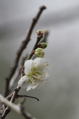 緑萼梅開花