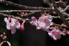花数も増えてきた