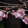 花数も増えてきた