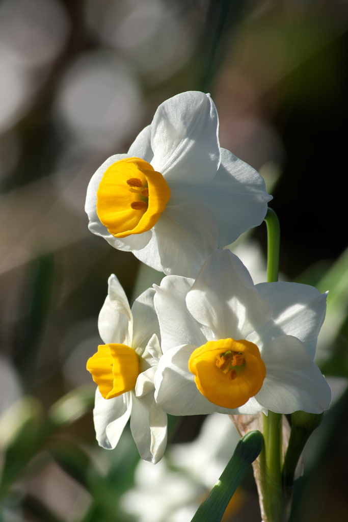 ニホンスイセン