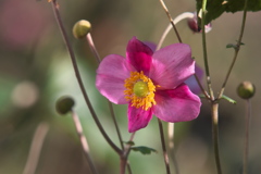 シュウメイギク