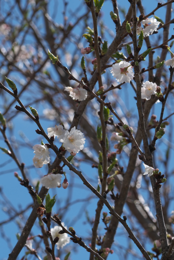 桜ｰ1