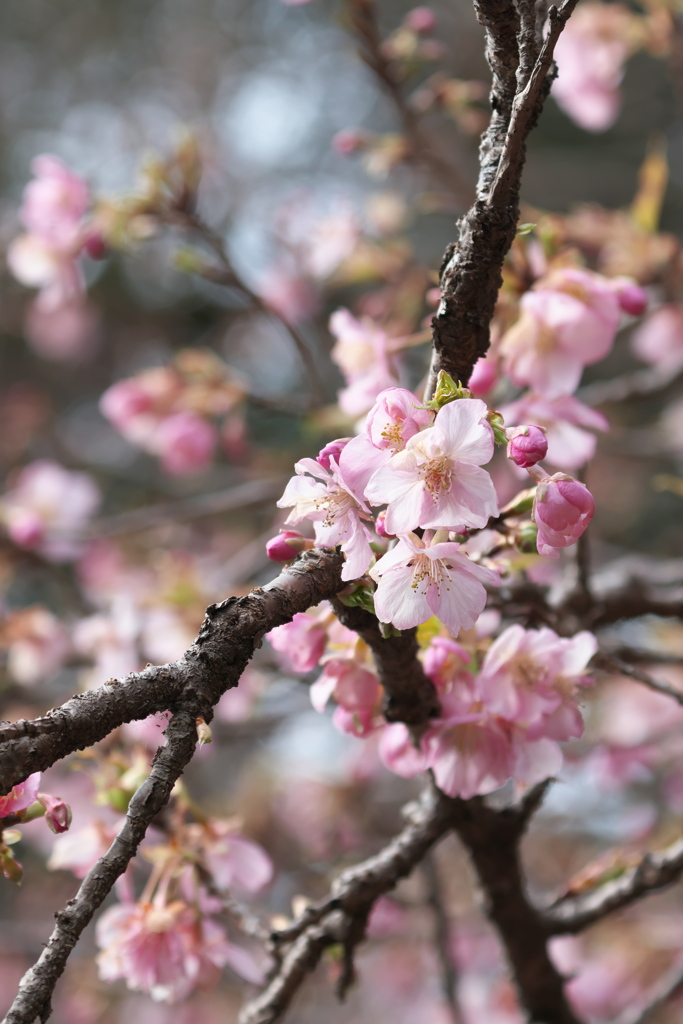 河津桜