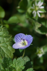 オオイヌノフグリ