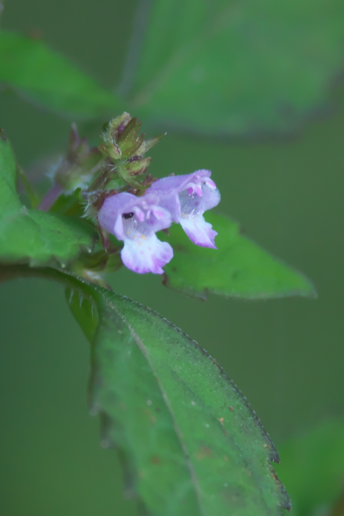 アキノタムラソウ