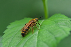 キンケハラナガツチバチ