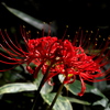 彼岸花