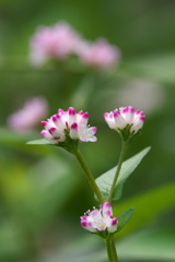 ミゾソバ ミゾソバ