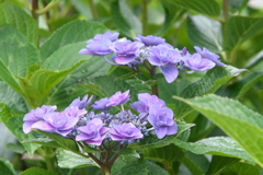 紫陽花ｰ3