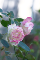 薔薇ｰ1
