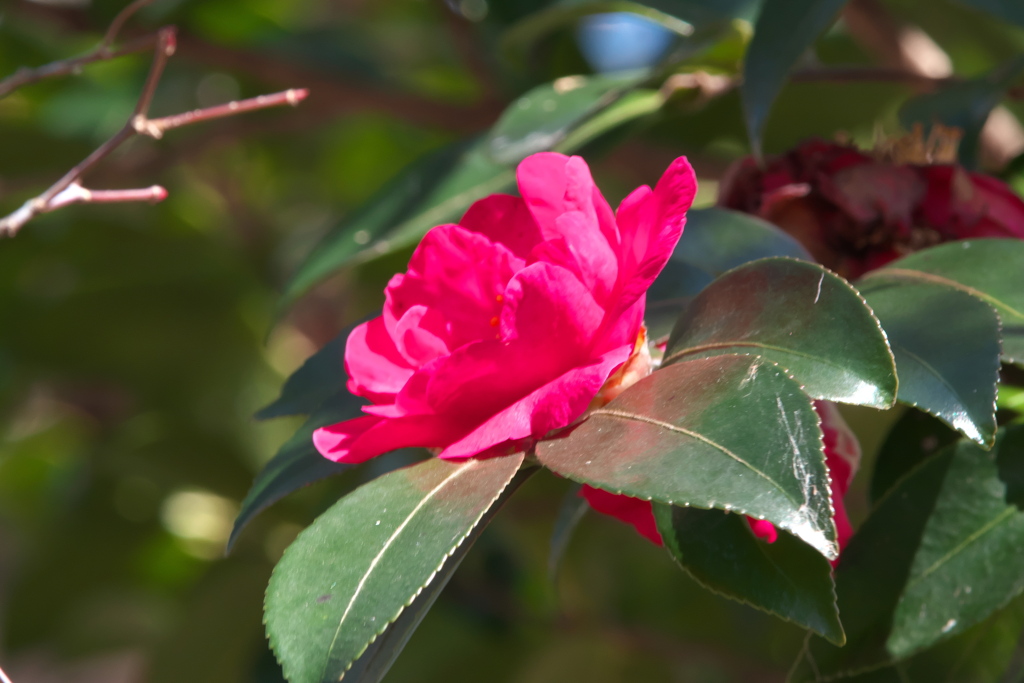 山茶花
