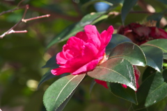 山茶花