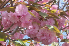 八重桜（関山？）