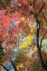 紅葉ｰ4