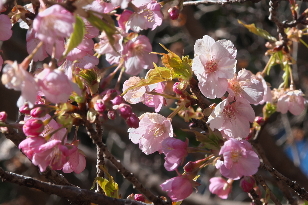 寒波にめげず河津桜