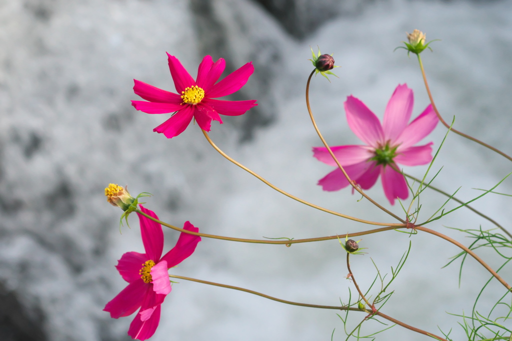 秋桜
