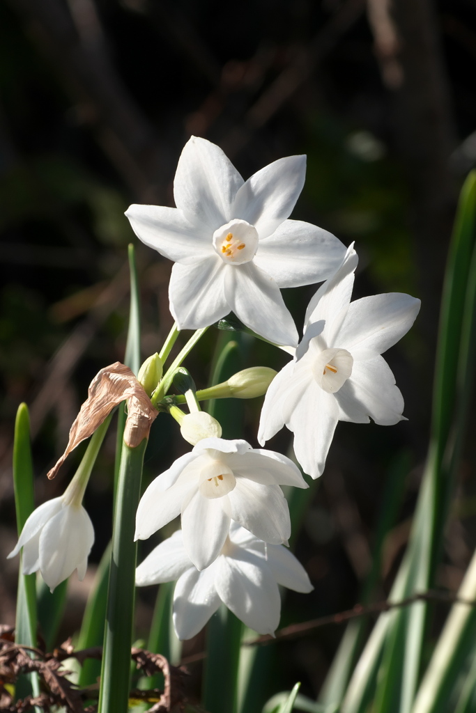 シロバナスイセン
