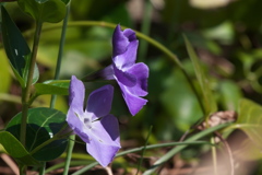 ツルニチニチソウ