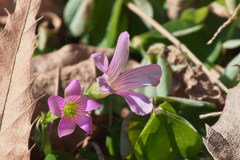 ムラサキカタバミ