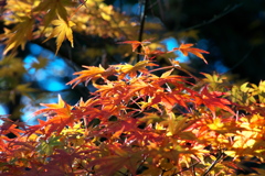 紅葉ｰ3