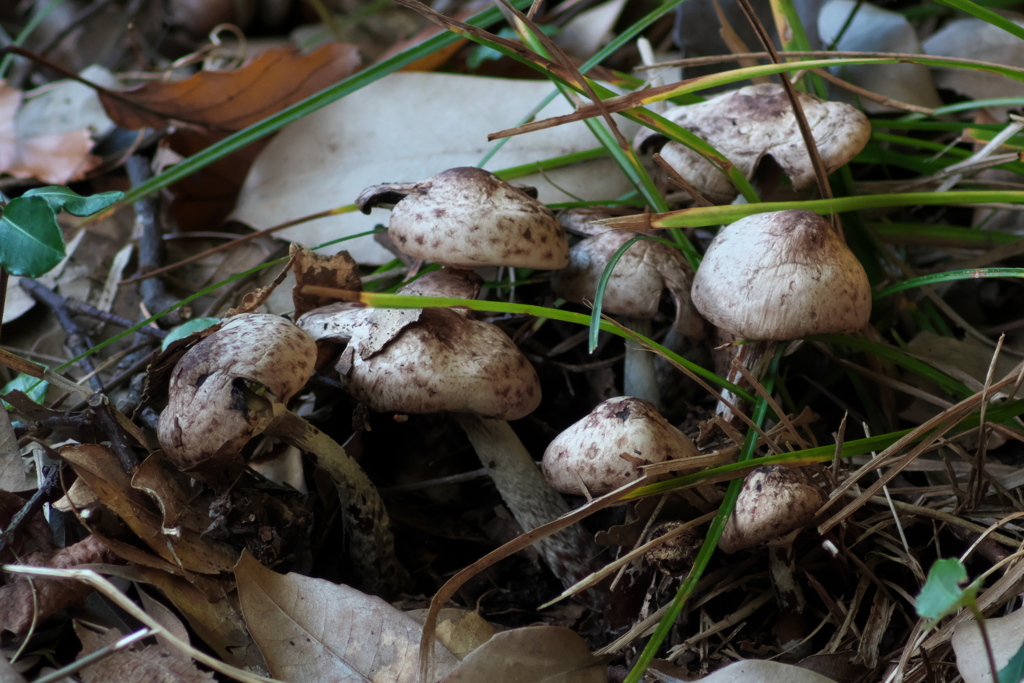 オオシロカラカサダケ