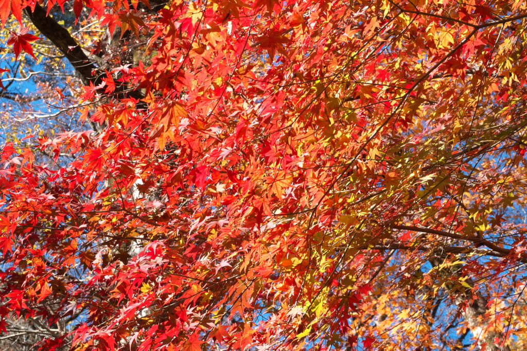 紅葉ｰ2