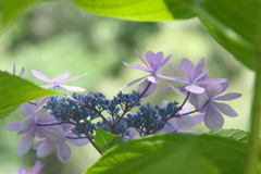 紫陽花