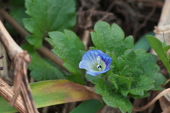 寒さに耐えるオオイヌノフグリ